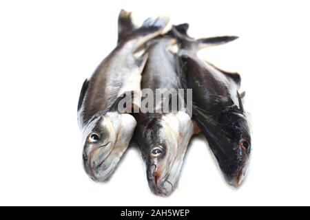 Ikan Patin o argento Catfish o iridescente pesce squalo o nome scientifico Pangasius Sutchi isolati su sfondo bianco Foto Stock