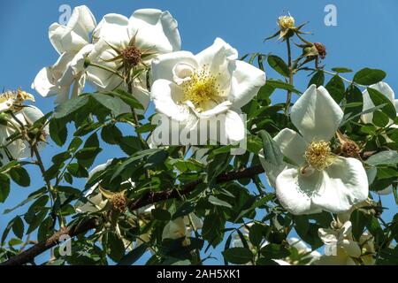 Rosa bianca rosa rosa Fruhlingsworo rose Foto Stock