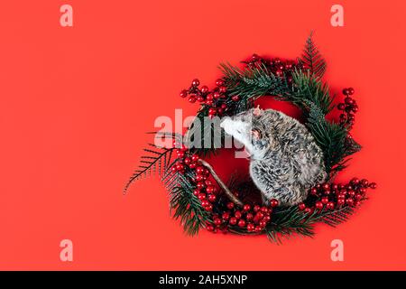 Grigio-bianco splendido purosangue posa di ratto in una ghirlanda di Natale Foto Stock