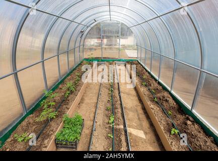 Righe di cetriolo di pomodori e di piante di pepe cresce dentro di serra con irrigazione di gocciolamento Foto Stock