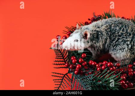 Grigio-bianco splendido purosangue posa di ratto in una ghirlanda di Natale Foto Stock