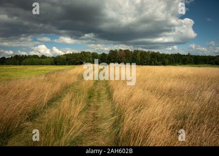 Paese su strada attraverso l'erba alta, foresta e le nuvole in cielo blu Foto Stock