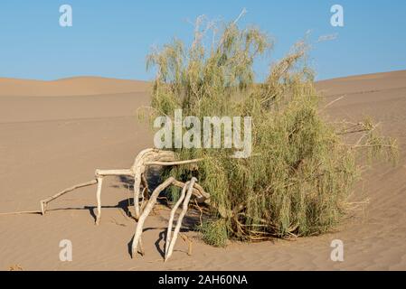 la formazione di alberi di tamarisco nel deserto di dasht e lut con trame di sabbia ondulata o modello su duna di sabbia Foto Stock