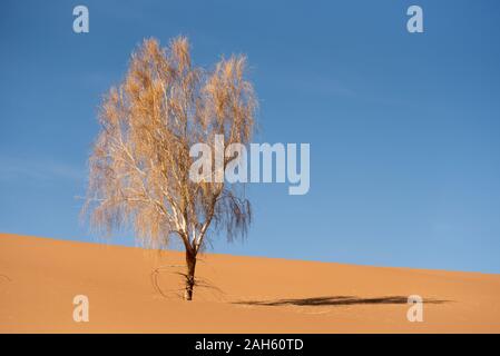 Un vivo tamarisco nel deserto lut Foto Stock