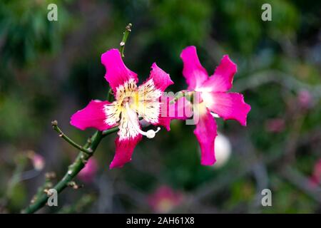 Fiori rosa e bianco di Ceiba speciosa (albero di seta) a Madeira, Portogallo Foto Stock