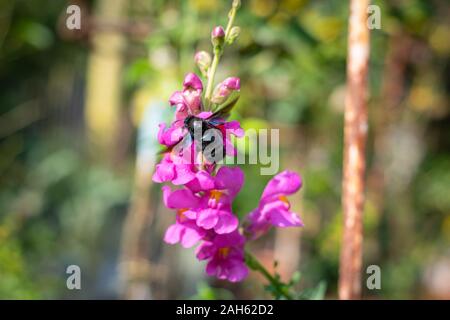 Xylocopa violacea (Carpenter bee) su una bocca di leone blossom Foto Stock