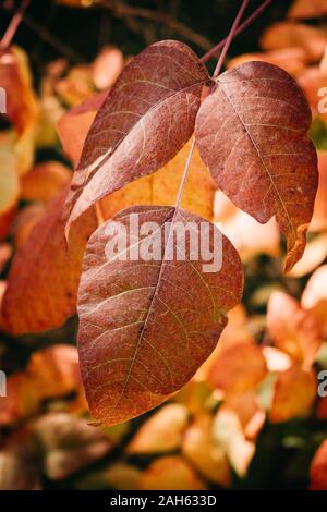 Rhus aromatica (fragrante sommaco) foglie rosse Foto Stock