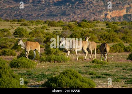 Eland nei Monti Cederberg Foto Stock