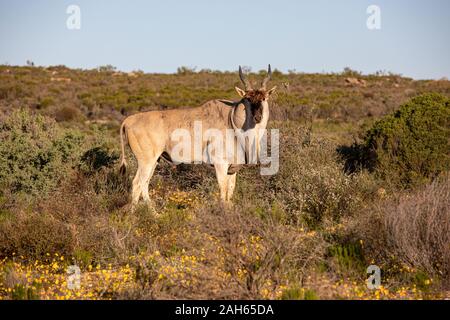 Eland nei Monti Cederberg Foto Stock