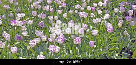 Paesaggio di tulipani in Olanda con multicolore verde, viola e rosa. Foto Stock
