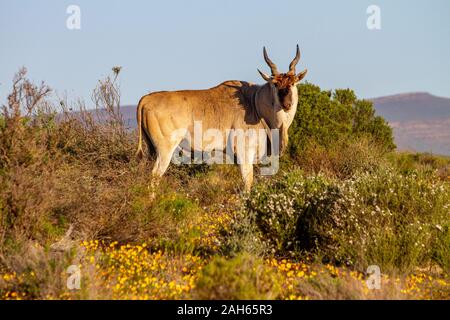 Eland nei Monti Cederberg Foto Stock