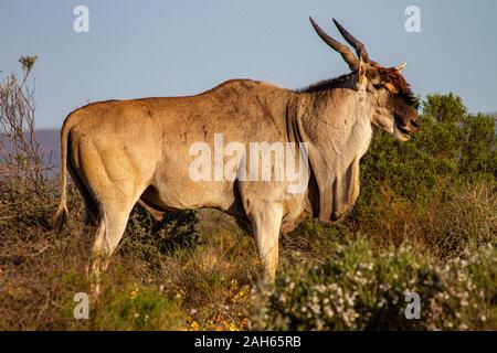 Eland nei Monti Cederberg Foto Stock