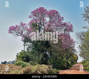 Rosa brasiliano Iep albero in una scena naturale in una giornata di sole. Foto Stock