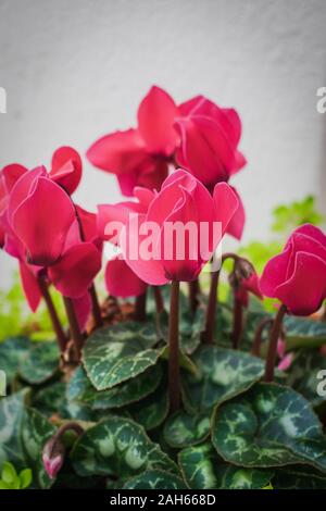 Ciclamino (Cyclamen persicum) fiori close up contro uno sfondo bianco, rosso di colore rosa Foto Stock
