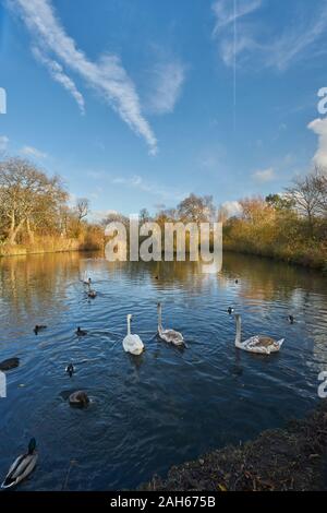 Clissold park hackney Foto Stock