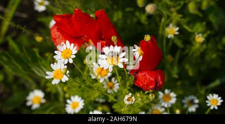 Primo piano di camomilla e papavero Foto Stock