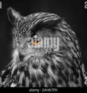Gufo reale (Bubo bubo) Foto Stock