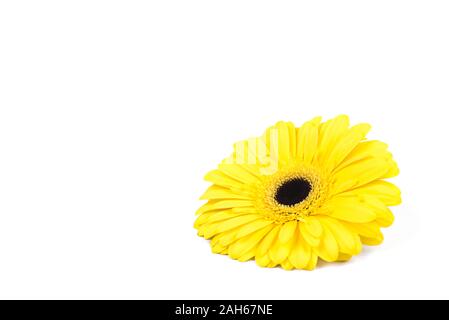 Gerbera gialla fiore isolato su sfondo bianco. Foto Stock