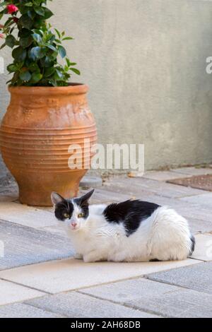 Gatto bianco e nero che si soleggia su un marciapiede in Nafplio Grecia. Foto Stock