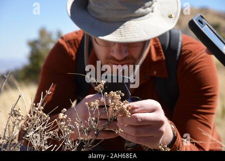 Utilizzando il iNaturalist app per identificare le piante alla frontiera BioBlitz, Coronado National Memorial, Hereford, Arizona, Stati Uniti. Foto Stock