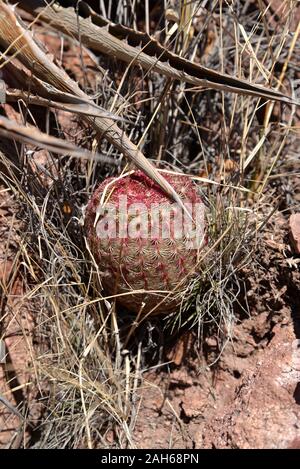 Coronado National Memorial, Hereford, Arizona, Stati Uniti. Un arcobaleno Arizona Cactus cresce lungo la Arizona Trail. Foto Stock