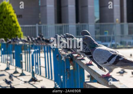 I piccioni sono in piedi sulla recinzione in ferro. Vi è un edificio in background. La recinzione è stata installata dalla polizia. Foto Stock