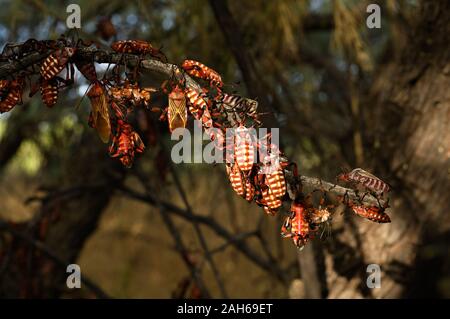 Giant Mesquite Bugs (Thasus neocalifornicus) in varios stadi di sviluppo tra cui muta si riuniscono in gruppi familiari su un albero di mesquite entro un bos Foto Stock