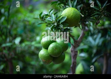 Non mature di mandarini su un albero del mandarin Orchard. Messa a fuoco selettiva. mandarini arance Foto Stock