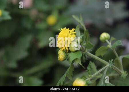 Fiori di colore giallo come un pulsante forma bella natura Foto Stock