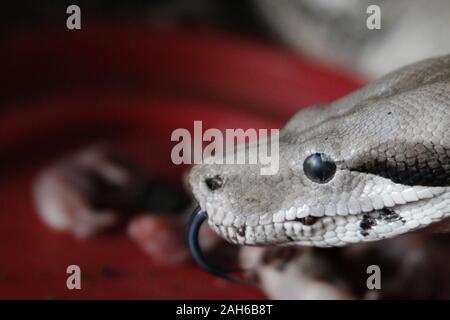 Boa Constrictor. Comune di Boa Constrictor trovati in tutta l America Centrale e Costa Rica Foto Stock