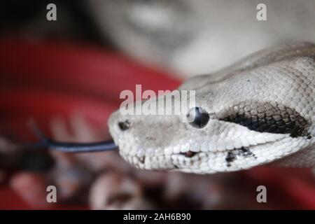 Boa Constrictor. Comune di Boa Constrictor trovati in tutta l America Centrale e Costa Rica Foto Stock