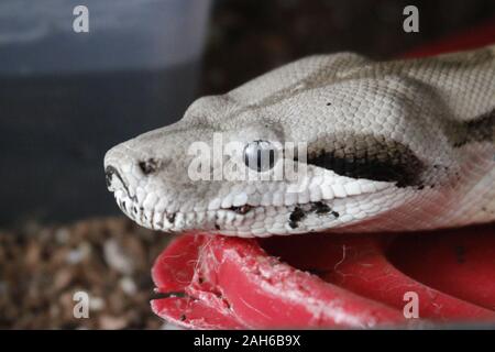 Boa Constrictor. Comune di Boa Constrictor trovati in tutta l America Centrale e Costa Rica Foto Stock