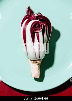 Radicchio Rosso Tardo di Treviso, pregiata varietà rossa di cicoria della provincia di Treviso, che può essere consumata cruda o grigliata Foto Stock