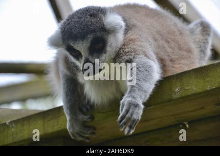 Un anello Tailed Lemur (Lemur catta), appoggiata sul bordo di una piattaforma in travi di legno, raggiungendo verso la terra con i suoi bracci, zampe e finge Foto Stock