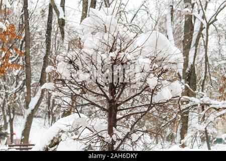 La neve su un albero che copre tutto il parco. Foto Stock