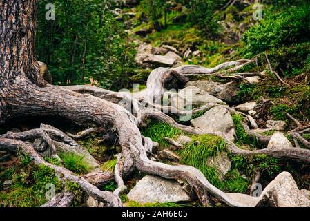 Sentiero forestale con radici di albero. Escursioni nella foresta di conifere Foto Stock