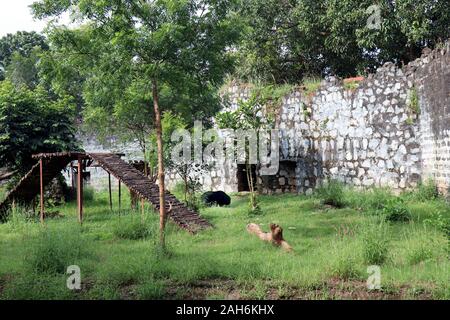 Orso nero nello zoo. Un orso divertente sta camminando nello zoo. Parco Zoologico di Nandankanan. Foto Stock