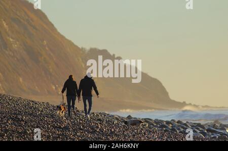 Giovane cane a camminare sulla spiaggia di ciottoli vicino alla città di Seaton, Devon Foto Stock