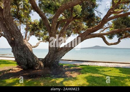 Vista in direzione di Rangitoto Island da San Heliers Beach Promenade, Auckland, Nuova Zelanda Foto Stock