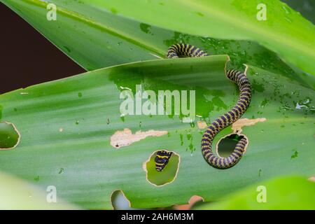 Nero e giallo listati piccolo serpente strisciando sulla foglia verde nella foresta Foto Stock