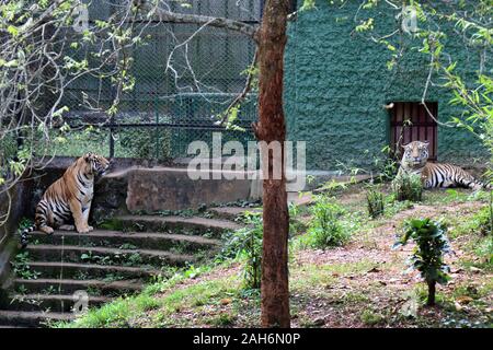Tiger Of Nandanakan Zoological Park A Odisha, India. Foto Stock