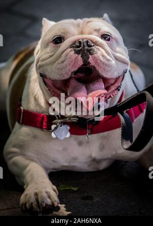 Primo piano di un bulldog bianco seduto a terra e la panoramica Foto Stock