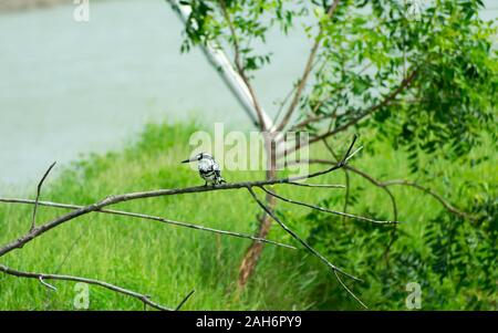 Pied kingfisher acqua (uccelli Ceryle rudis) con bianco piumaggio nero cresta e grande becco macchiato sul ramo di albero nella zona costiera si appollaia passando per c Foto Stock