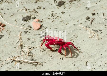 Isola di Natale granchio rosso (Gecarcoidea natalis), una terra Brachyura granchio rosso o crazy ant crostacei Specie Gecarcinidae che è endemica di Natale è Foto Stock