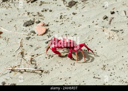 Isola di Natale granchio rosso (Gecarcoidea natalis), una terra Brachyura granchio rosso o crazy ant crostacei Specie Gecarcinidae che è endemica di Natale è Foto Stock