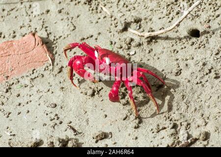 Isola di Natale granchio rosso (Gecarcoidea natalis), una terra Brachyura granchio rosso o crazy ant crostacei Specie Gecarcinidae che è endemica di Natale è Foto Stock