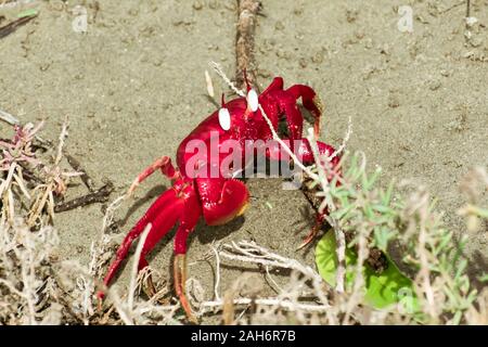 Isola di Natale granchio rosso (Gecarcoidea natalis), una terra Brachyura granchio rosso o crazy ant crostacei Specie Gecarcinidae che è endemica di Natale è Foto Stock