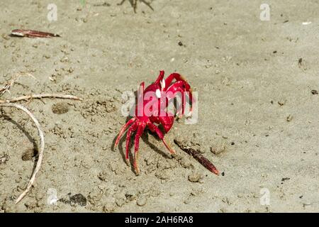 Isola di Natale granchio rosso (Gecarcoidea natalis), una terra Brachyura granchio rosso o crazy ant crostacei Specie Gecarcinidae che è endemica di Natale è Foto Stock