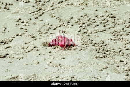 Isola di Natale granchio rosso (Gecarcoidea natalis), una terra Brachyura granchio rosso o crazy ant crostacei Specie Gecarcinidae che è endemica di Natale è Foto Stock