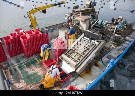 I pescatori di cozze di pulizia sacchi su una macchina industriale al dock di Bruinisse, Paesi Bassi Foto Stock